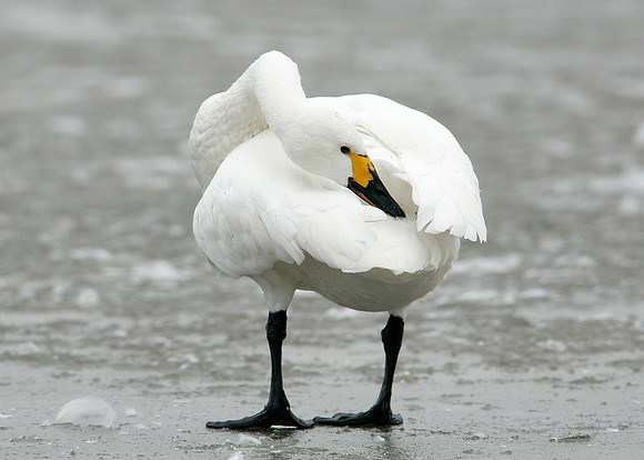 Bewick's Swan Cygnus columbianus