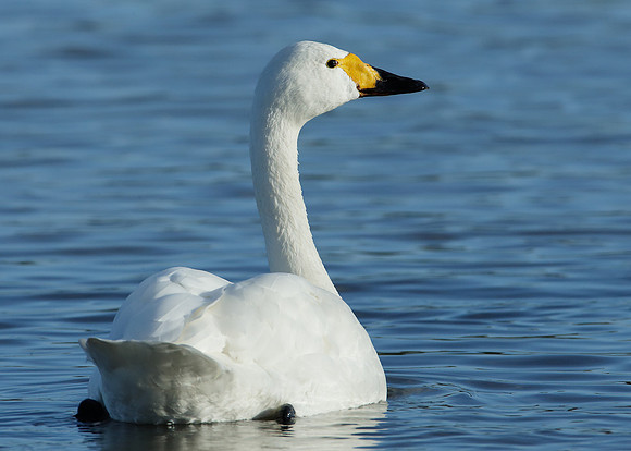 Bewick's Swan Cygnus columbianus