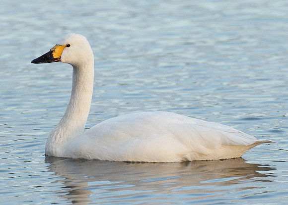 Bewick's Swan Cygnus columbianus