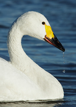 Bewick's Swan Cygnus columbianus