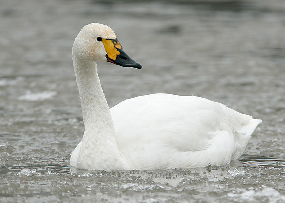 Bewick's Swan Cygnus columbianus