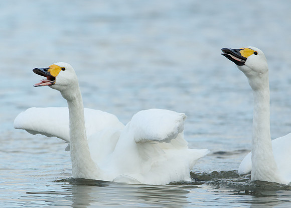 Bewick's Swan Cygnus columbianus