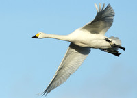 Bewick's Swan Cygnus columbianus