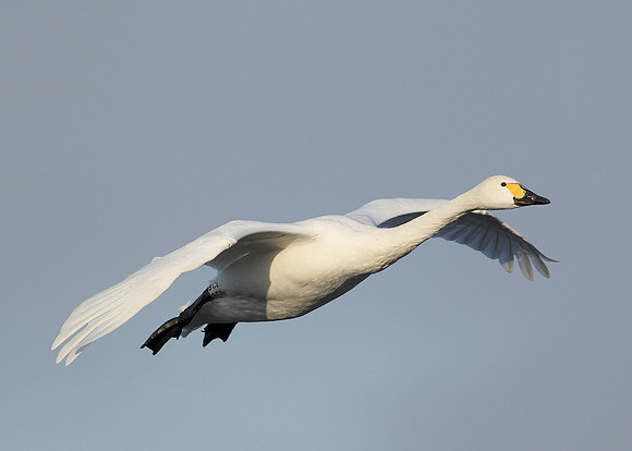 Bewick's Swan Cygnus columbianus
