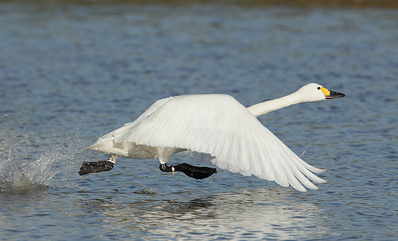 Bewick's Swan Cygnus columbianus