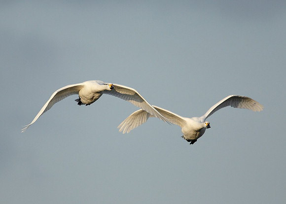 Bewick's Swan Cygnus columbianus