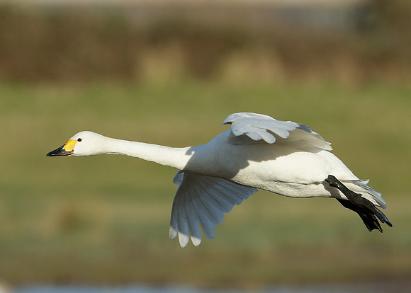 Bewick's Swan Cygnus columbianus