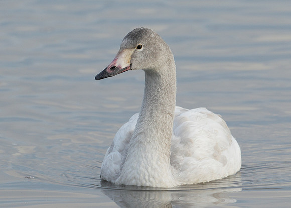 Bewick's Swan Cygnus columbianus