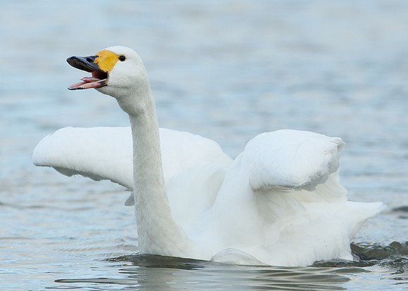 Bewick's Swan Cygnus columbianus