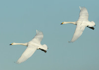 Bewick's Swan Cygnus columbianus