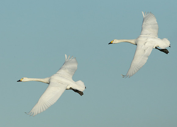 Bewick's Swan Cygnus columbianus