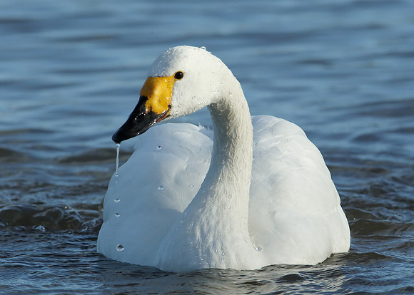 Bewick's Swan Cygnus columbianus