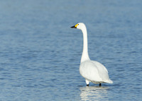 Bewick's Swan Cygnus columbianus
