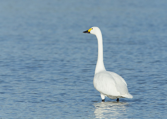 Bewick's Swan Cygnus columbianus