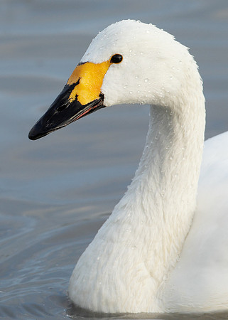 Bewick's Swan Cygnus columbianus