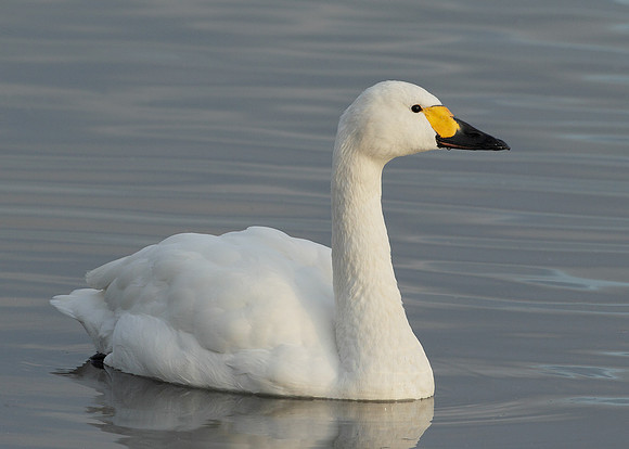 Bewick's Swan Cygnus columbianus
