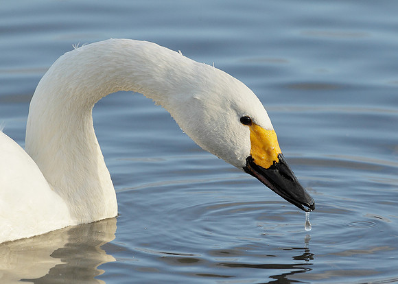 Bewick's Swan Cygnus columbianus