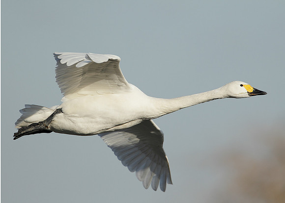 Bewick's Swan Cygnus columbianus