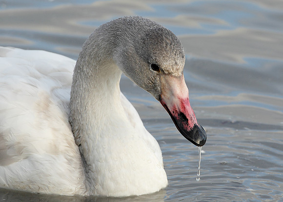 Bewick's Swan Cygnus columbianus