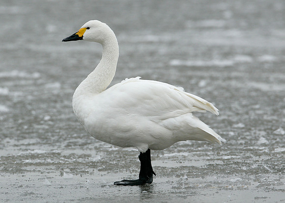 Bewick's Swan Cygnus columbianus