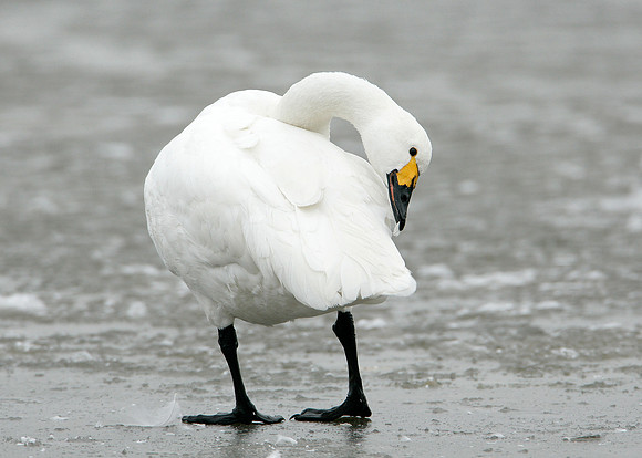 Bewick's Swan Cygnus columbianus