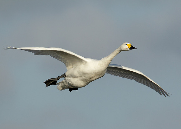 Bewick's Swan Cygnus columbianus