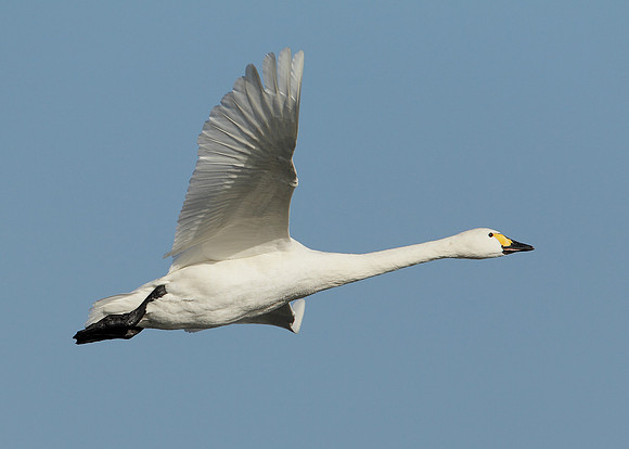 Bewick's Swan Cygnus columbianus