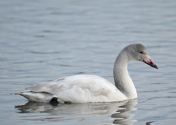 Bewick's Swan Cygnus columbianus