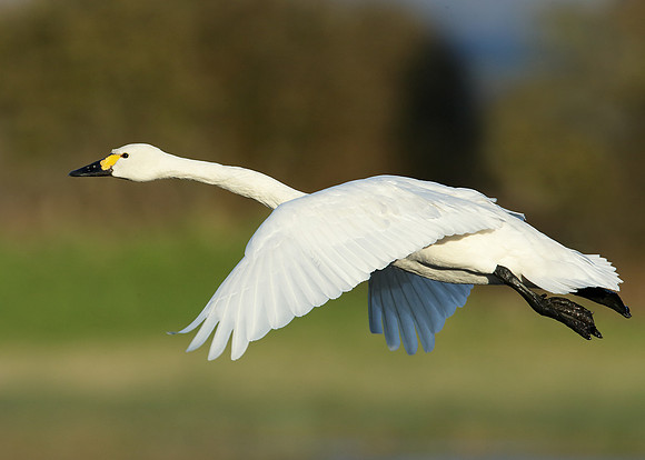 Bewick's Swan Cygnus columbianus