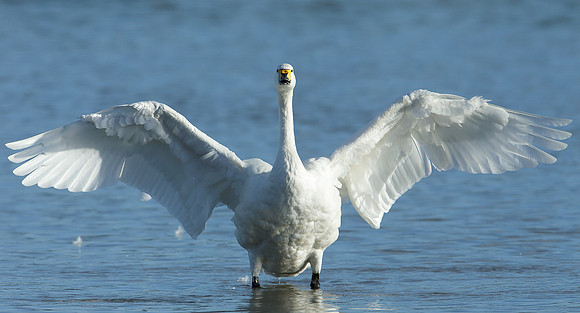 Bewick's Swan Cygnus columbianus