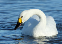 Bewick's Swan Cygnus columbianus