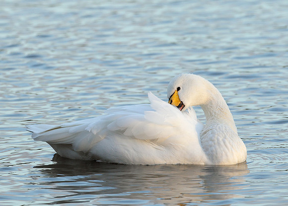 Bewick's Swan Cygnus columbianus