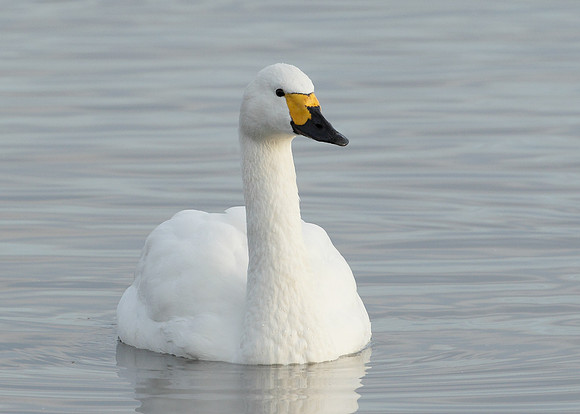 Bewick's Swan Cygnus columbianus