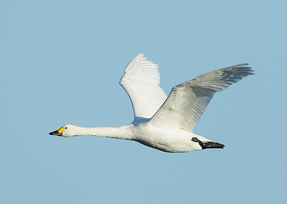 Bewick's Swan Cygnus columbianus