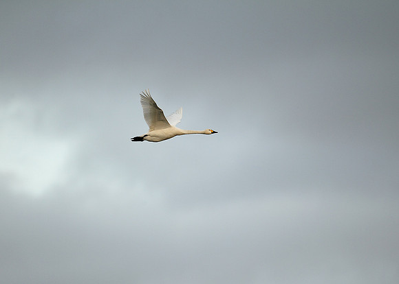 Bewick's Swan Cygnus columbianus