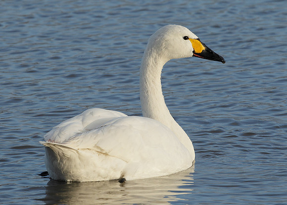 Bewick's Swan Cygnus columbianus