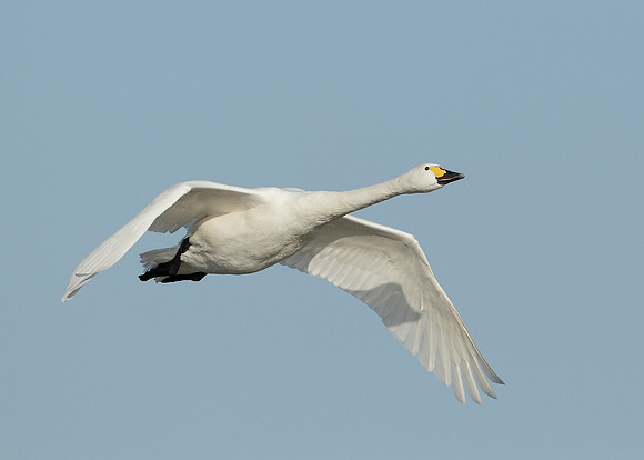 Bewick's Swan Cygnus columbianus