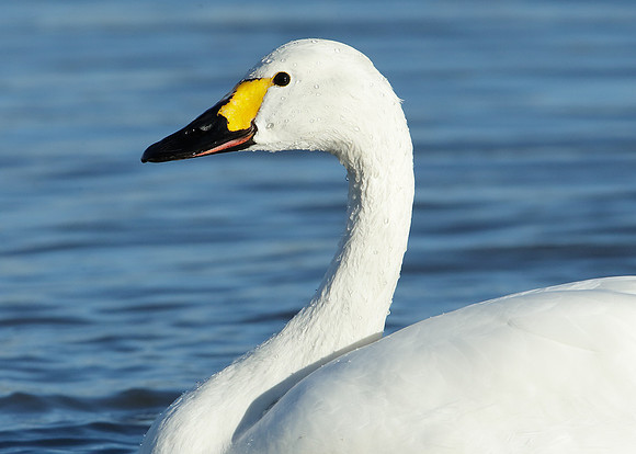 Bewick's Swan Cygnus columbianus