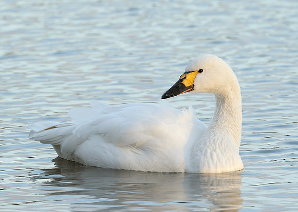 Bewick's Swan Cygnus columbianus