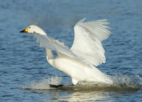 Bewick's Swan Cygnus columbianus