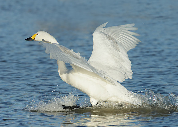 Bewick's Swan Cygnus columbianus