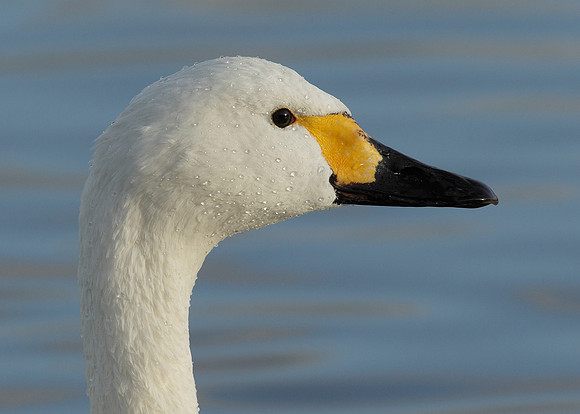 Bewick's Swan Cygnus columbianus