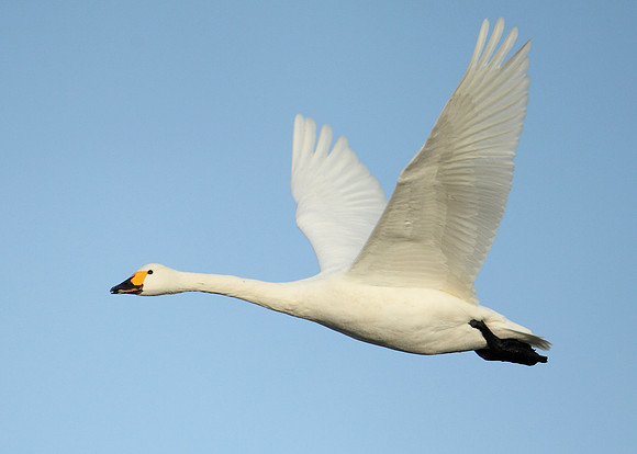 Bewick's Swan Cygnus columbianus