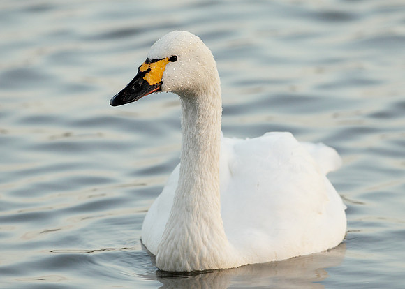 Bewick's Swan Cygnus columbianus