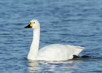 Bewick's Swan Cygnus columbianus