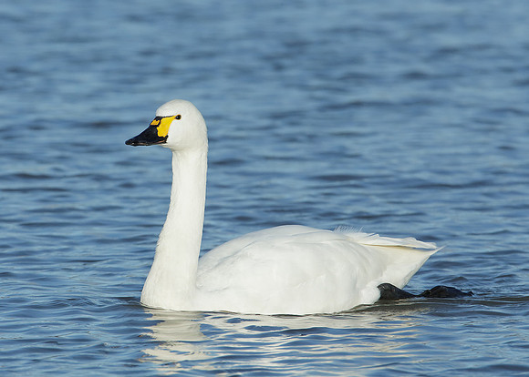 Bewick's Swan Cygnus columbianus