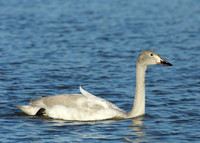 Bewick's Swan Cygnus columbianus