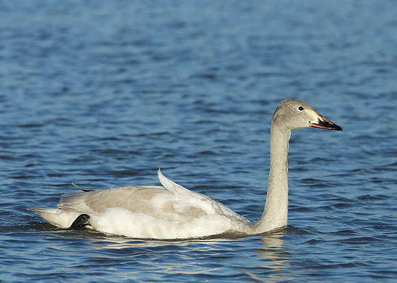 Bewick's Swan Cygnus columbianus