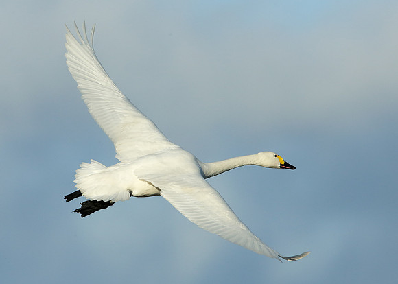 Bewick's Swan Cygnus columbianus