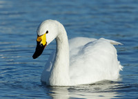 Bewick's Swan Cygnus columbianus